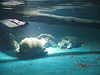 Giant snapping turtles