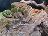 A rattlesnake