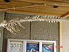 A whale skeleton