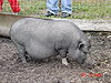 A pot belly pig