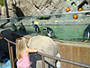 Jordan checking out the penguins