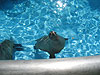 A cute little sealion
