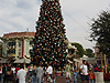 The Disneyland Christmas tree