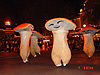Some dancing mushrooms