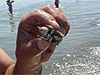 A crab that Ken caught