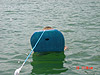 Tyler trying the boogie board