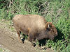 An American Bison