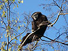 A White-Handed Gibbon