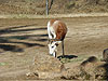 A Dama gazelle