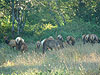 Some elk in Arcata