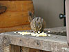 a cute little chipmunk