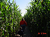 Still making our way through the corn maze