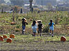 The girls running out to pick out their pumpkins