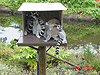 Another picture of the lemurs