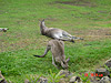 The kangaroo exhibit