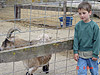 Tyler at the petting zoo