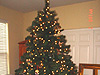 Our tree before the decorations