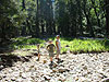 Jordan, Ken, and Tyler in a creek on the way to Lower Yosemite Falls