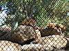 The lion exhibit