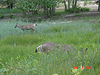 Some deer outside our lodge